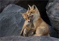 stoeiende jonge vossen 1